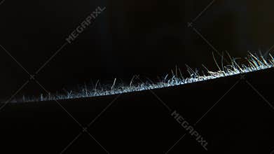 A close-up silhouette of a man`s arm hair rising in fear. Goosebumps on the skin.