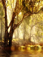 Sunlit Forest with Mist and Reflections