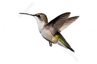 Isolated Ruby-throated Hummingbird