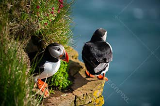 Wild Atlantic puffin seabird in the auk family