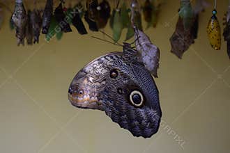 Colorful butterfly with beautiful colours in the Butterfly Farm in Palm Beach Aruba on the caribbean island