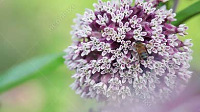  Honey Bee and Milkweed
