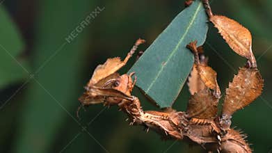 GOSFORD,NSW, AUST- JUL, 2, 2014: spiny leaf insect close up