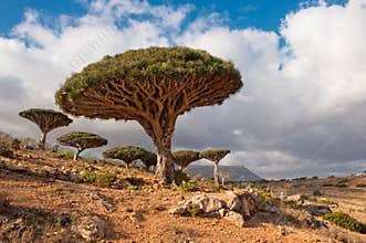 Dragon trees at Homhil plateau, Socotra, Yemen