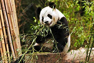 Giant Panda