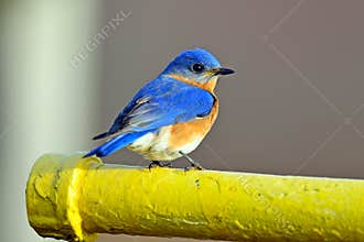 Eastern Bluebird