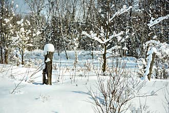 Snowy maple forest in winter