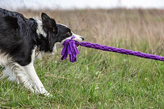 A border collie plays a tug of purple toy rope while standing in the grass in a clearing in the afternoon. Horizontal