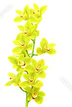 Delicate light green cymbidium orchids on white background