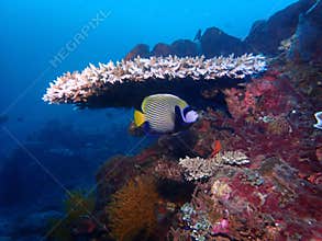 Emperor Angelfish under acropora coral