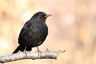Male blackbird