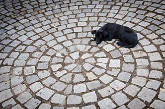 Sad black abandoned dog lying on cobblestone street, circle cobblestone texture