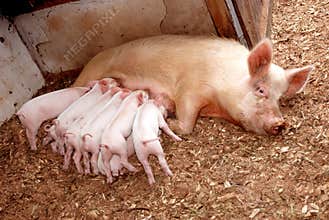 Feeding piglets with sow