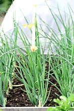 Plants and vegetables garden is growing