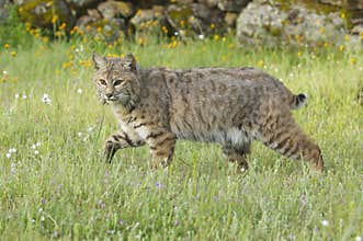 Bobcat in deep green grass