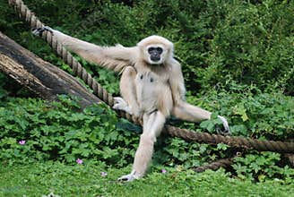 A gibbon