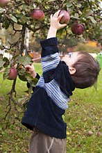 Child picking apple
