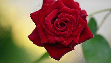 Red rose with dew drops