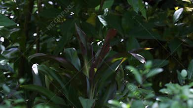 Lots of green plants in a garden on one of the Maldives island
