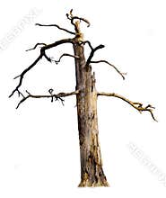 Old Dead Tree Isolated on White