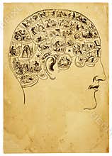 Old Phrenology Illustration