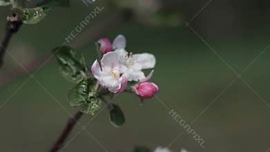 White flowers on fruit trees. Blooming gardens, bees collect nectar from a blooming Apple tree. Sakura, a cherry tree, the cherry