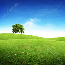Summer Scenic Landscape