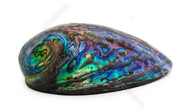 Paua Shell