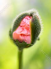 Oriental poppy bud opening