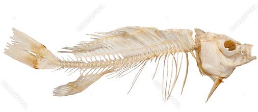 Skeleton of fish
