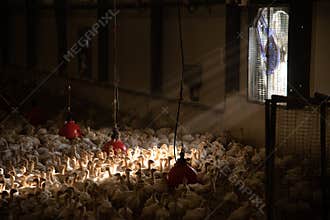 lot of little chicks of turkeys at the poultry farm under the lamps. livestock and environmental issues