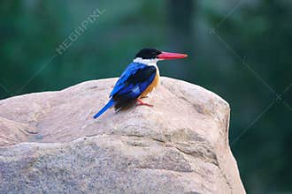 Black-capped kingfisher