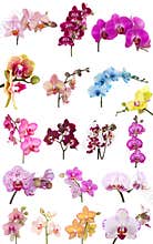 Orchids flowers phalaenopsis orchid flower