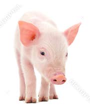 Pig on white