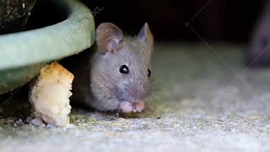 House mouse feeding on discarded cake in garden.