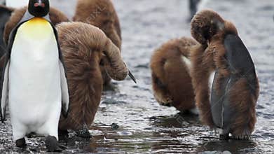 King penguin Colony with chicks