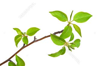 Branch apple tree with spring buds