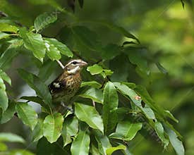 Immature male rose-breasted grosbeak