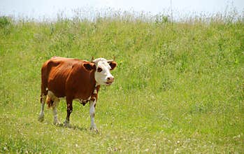 Cow with bell