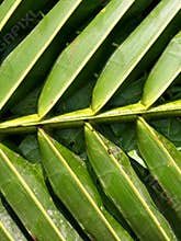 Green leaves pattern background, nature background and wallpaper.