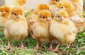 Baby Chickens