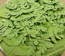 Green leaves pattern background, nature background and wallpaper.