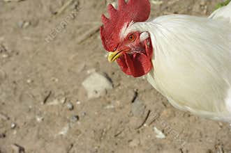 Outdoor Chicken