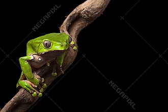 Tree frog in Brazil amazon rain forest