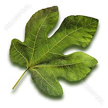 Fig Leaf
