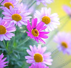 Delicate pink asters