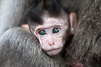 Baby macaque