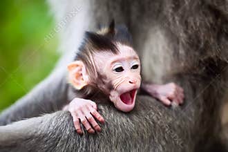 Yawning baby monkey