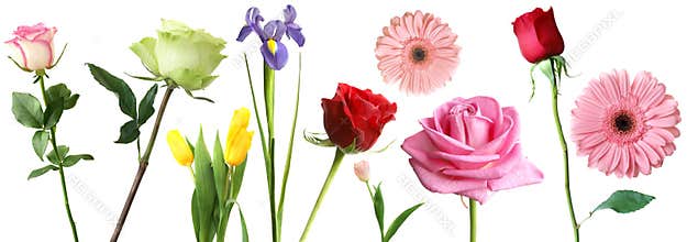 Flowers
