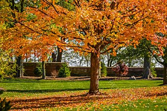 Orange Colored Leaves on Tree in Fall